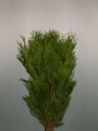 Thuja occidentalis